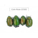 Rutelidae sp. China, Guangxi, Guilin, Longsheng county. 4Pcs. Cole-Rute-22502.