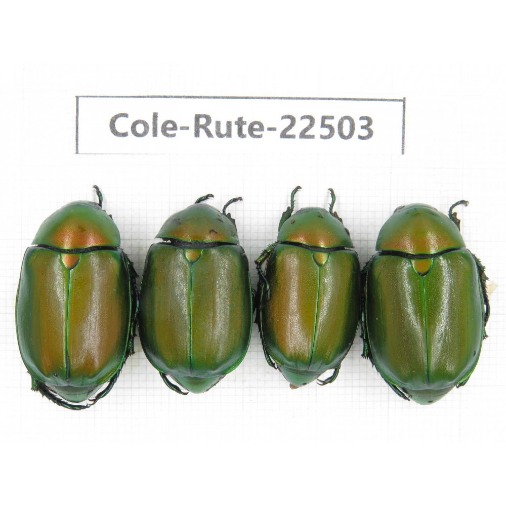 Rutelidae sp. China, Guangxi, Guilin, Longsheng county. 4Pcs. Cole-Rute-22503.