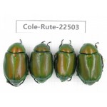 Rutelidae sp. China, Guangxi, Guilin, Longsheng county. 4Pcs. Cole-Rute-22503.