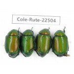 Rutelidae sp. China, Guangxi, Guilin, Longsheng county. 4Pcs. Cole-Rute-22504.
