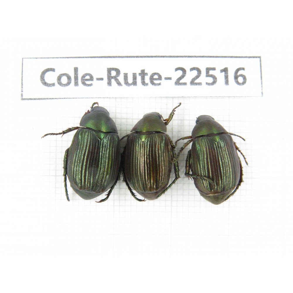 Rutelidae sp. China, Guangxi, Guilin, Longsheng county. 3Pcs. Cole-Rute-22516.