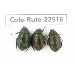 Rutelidae sp. China, Guangxi, Guilin, Longsheng county. 3Pcs. Cole-Rute-22516.