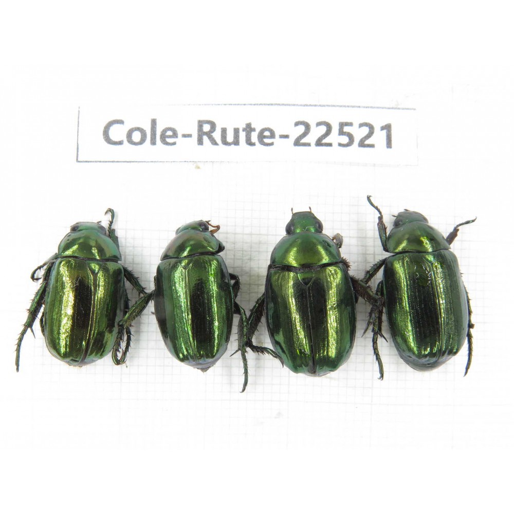 Rutelidae sp. China, Gansu, Longnan, Wenxian county. 4Pcs. Cole-Rute-22521.