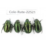 Rutelidae sp. China, Gansu, Longnan, Wenxian county. 4Pcs. Cole-Rute-22521.