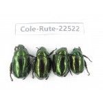 Rutelidae sp. China, Gansu, Longnan, Wenxian county. 4Pcs. Cole-Rute-22522.