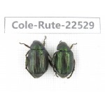 Rutelidae sp. China, Guizhou, Bijie, Jinsha county. 2Pcs. Cole-Rute-22529.