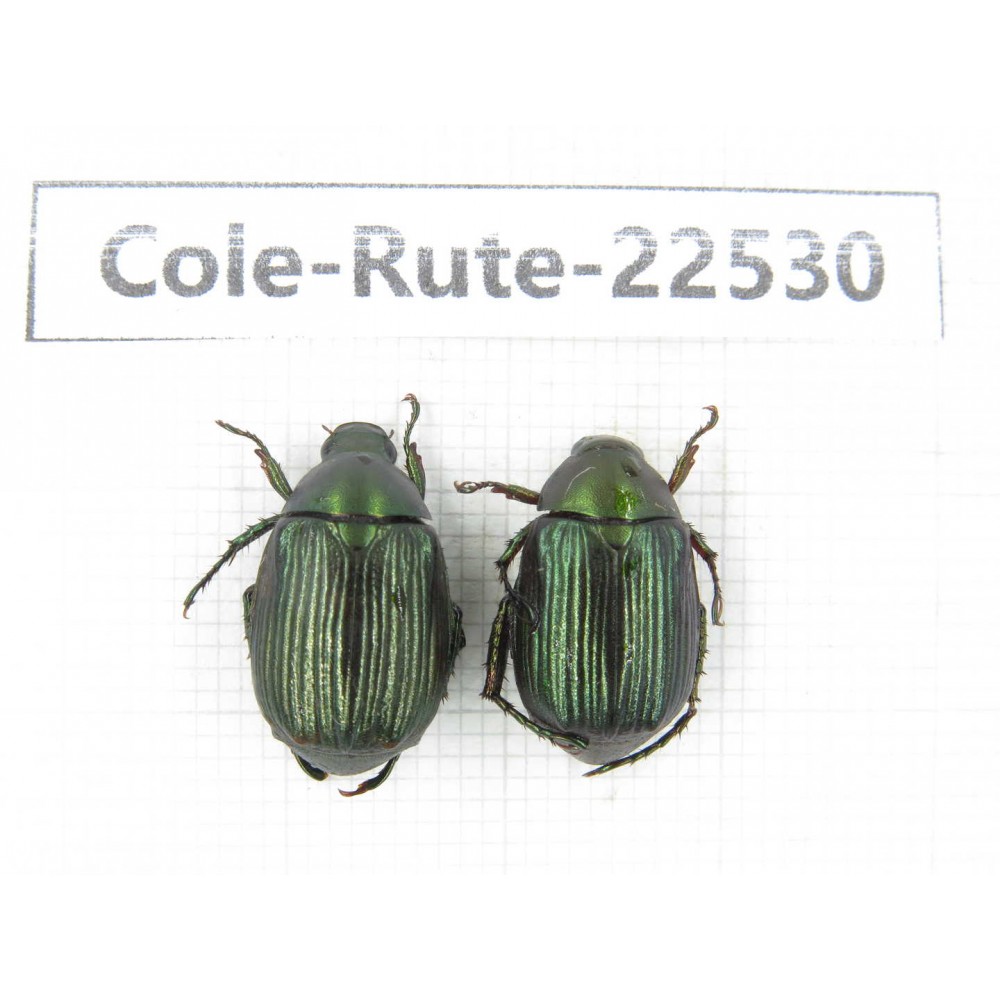 Rutelidae sp. China, Guizhou, Bijie, Jinsha county. 2Pcs. Cole-Rute-22530.