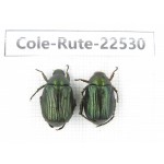Rutelidae sp. China, Guizhou, Bijie, Jinsha county. 2Pcs. Cole-Rute-22530.