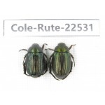 Rutelidae sp. China, Guizhou, Bijie, Jinsha county. 2Pcs. Cole-Rute-22531.