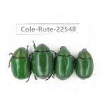 Rutelidae sp. China, Guizhou, Bijie, Jinsha county. 4Pcs. Cole-Rute-22548.