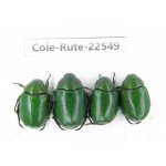 Rutelidae sp. China, Guizhou, Bijie, Jinsha county. 4Pcs. Cole-Rute-22549.