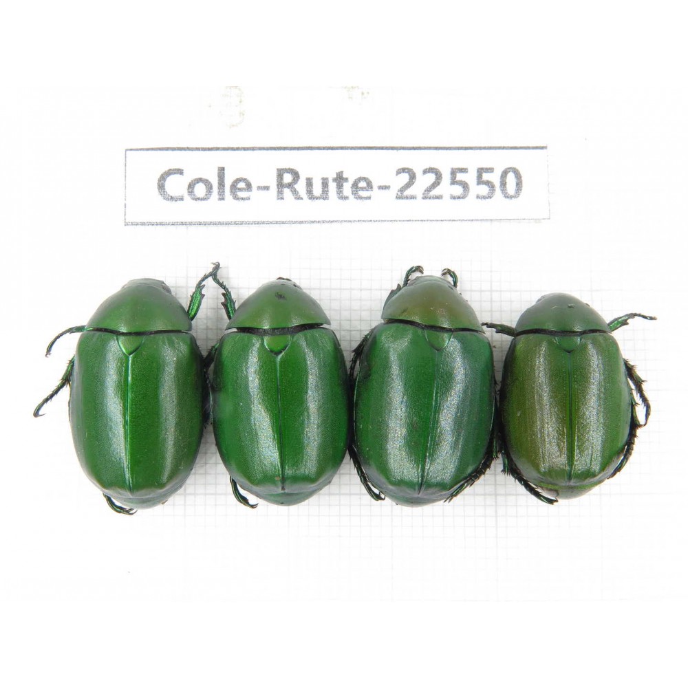 Rutelidae sp. China, Guizhou, Bijie, Jinsha county. 4Pcs. Cole-Rute-22550.