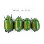 Rutelidae sp. China, Guizhou, Qiandongnan, Rongjiang county.4Pcs. Cole-Rute-22562.