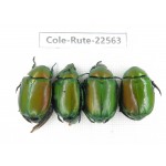 Rutelidae sp. China, Guizhou, Qiandongnan, Rongjiang county.4Pcs. Cole-Rute-22563.