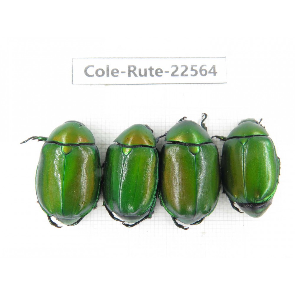 Rutelidae sp. China, Guizhou, Qiandongnan, Rongjiang county.4Pcs. Cole-Rute-22564.