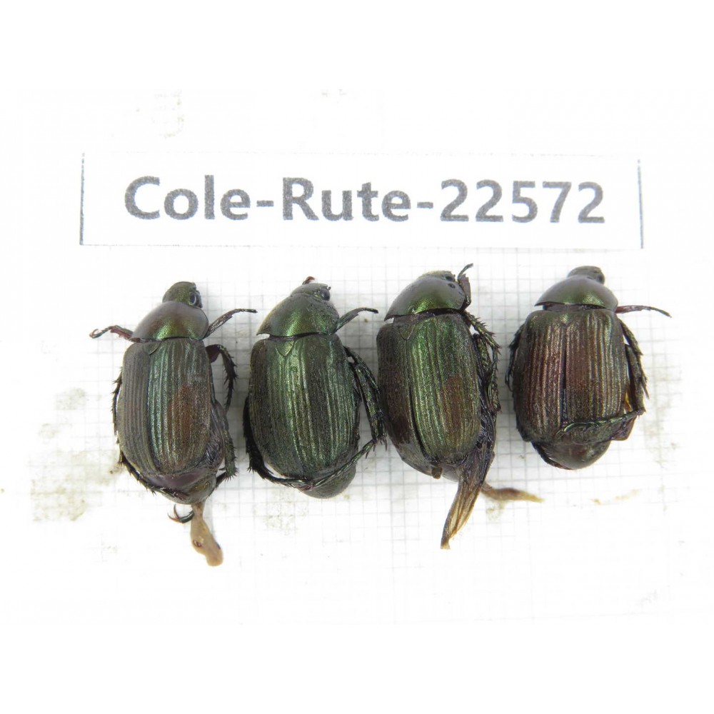 Rutelidae sp. China, Guizhou, Qiandongnan, Rongjiang county.4Pcs. Cole-Rute-22572.