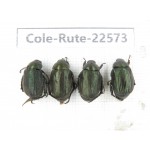 Rutelidae sp. China, Guizhou, Qiandongnan, Rongjiang county.4Pcs. Cole-Rute-22573.