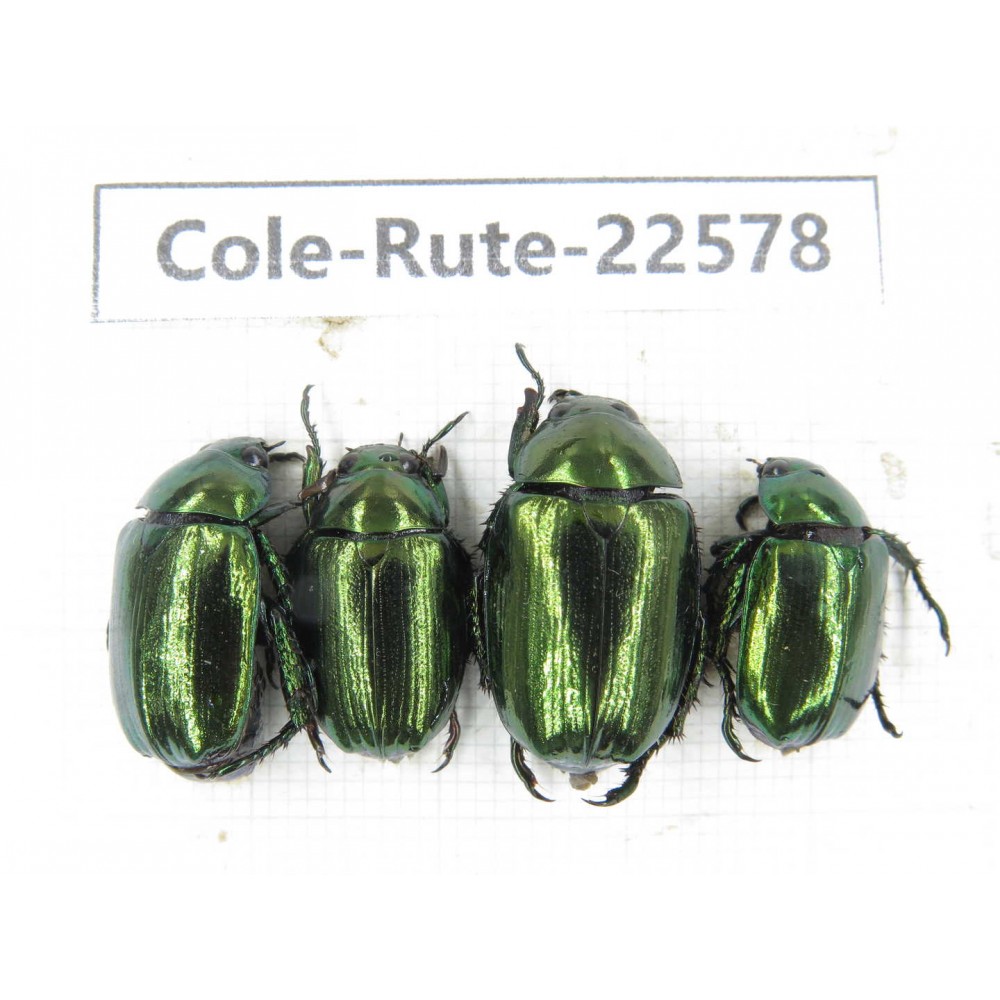 Rutelidae sp. China, Guizhou, Qiandongnan, Rongjiang county.4Pcs. Cole-Rute-22578.