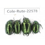 Rutelidae sp. China, Guizhou, Qiandongnan, Rongjiang county.4Pcs. Cole-Rute-22578.