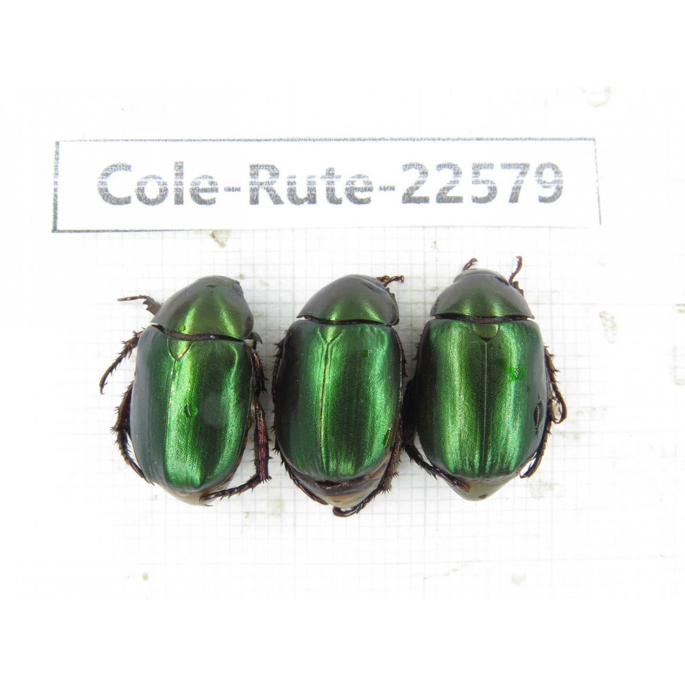 Rutelidae sp. China, Guizhou, Qiandongnan, Rongjiang county.3Pcs. Cole-Rute-22579.