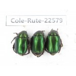 Rutelidae sp. China, Guizhou, Qiandongnan, Rongjiang county.3Pcs. Cole-Rute-22579.