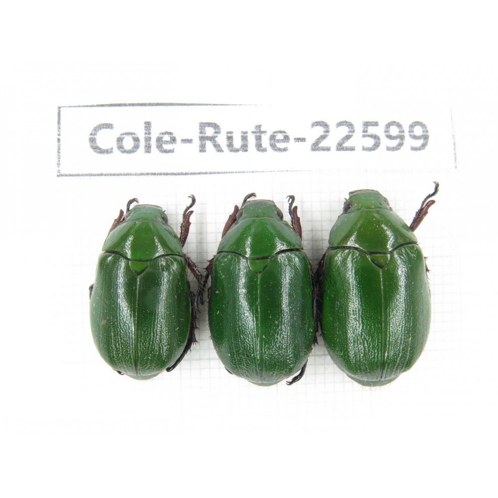 Rutelidae sp. China, Yunnan, Dehong, Yingjiang county. 3Pcs. Cole-Rute-22599.