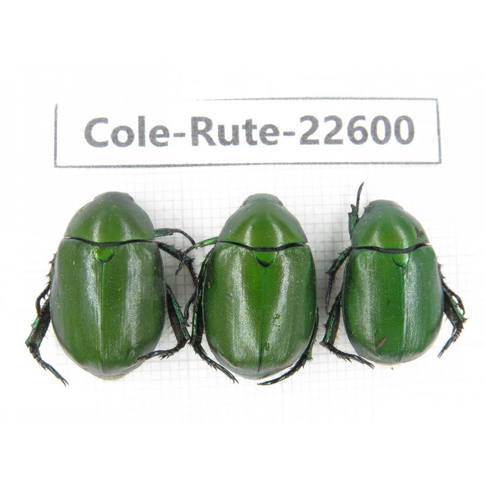Rutelidae sp. China, Yunnan, Dehong, Yingjiang county. 3Pcs. Cole-Rute-22600.