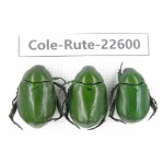 Rutelidae sp. China, Yunnan, Dehong, Yingjiang county. 3Pcs. Cole-Rute-22600.