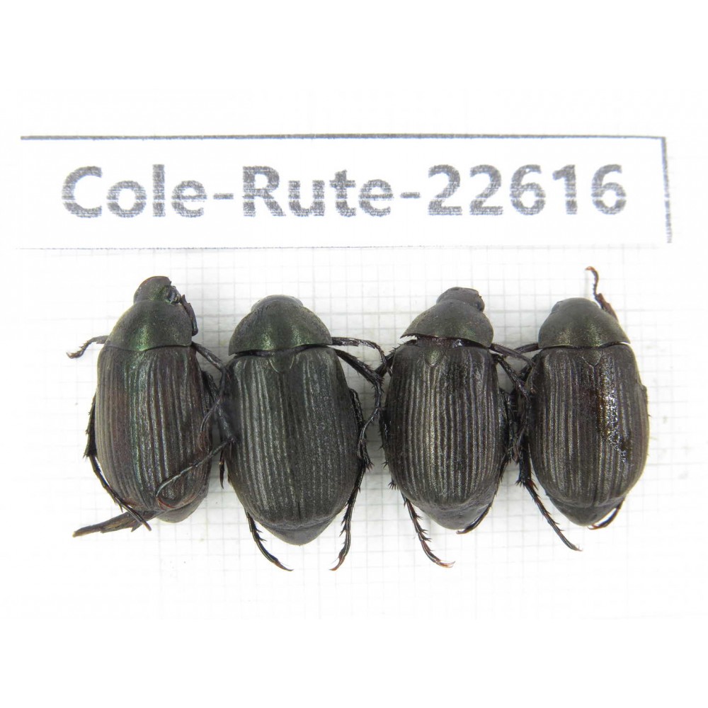 Rutelidae sp. China, Yunnan, Dehong, Yingjiang county. 4Pcs. Cole-Rute-22616.