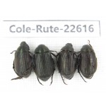 Rutelidae sp. China, Yunnan, Dehong, Yingjiang county. 4Pcs. Cole-Rute-22616.