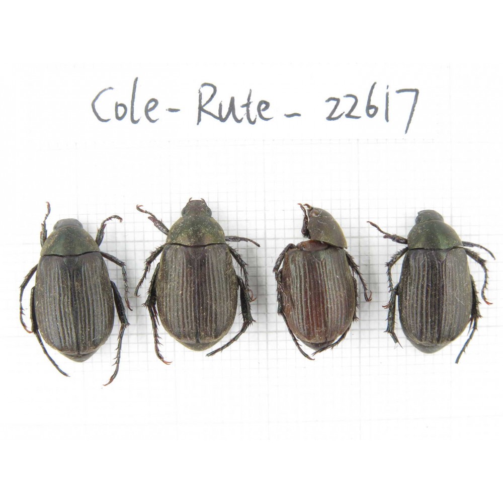 Rutelidae sp. China, Yunnan, Dehong, Yingjiang county. 4Pcs. Cole-Rute-22617.