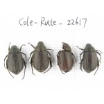 Rutelidae sp. China, Yunnan, Dehong, Yingjiang county. 4Pcs. Cole-Rute-22617.