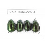 Rutelidae sp. China, Yunnan, Dehong, Yingjiang county. 4Pcs. Cole-Rute-22634.