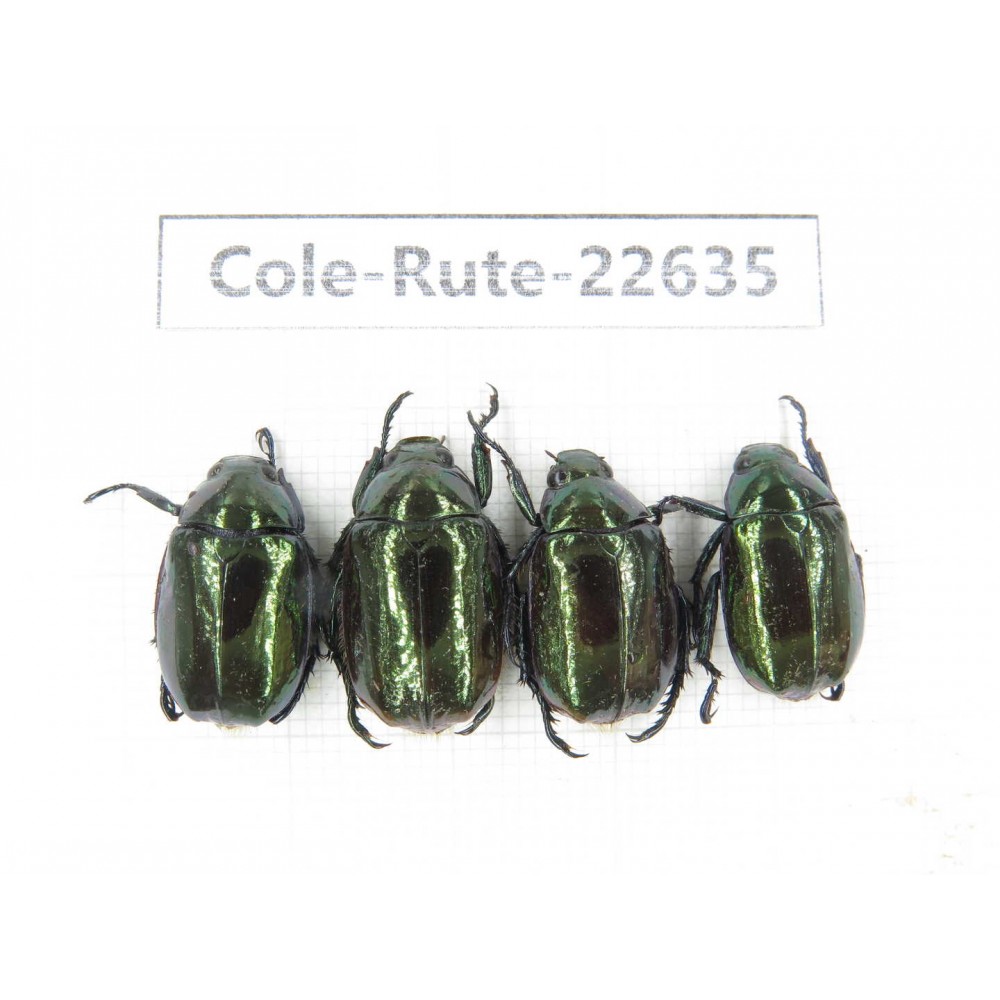Rutelidae sp. China, Yunnan, Dehong, Yingjiang county. 4Pcs. Cole-Rute-22635.