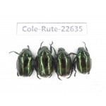 Rutelidae sp. China, Yunnan, Dehong, Yingjiang county. 4Pcs. Cole-Rute-22635.