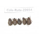 Rutelidae sp. China, Yunnan, Dehong, Yingjiang county. 5Pcs. Cole-Rute-22654.