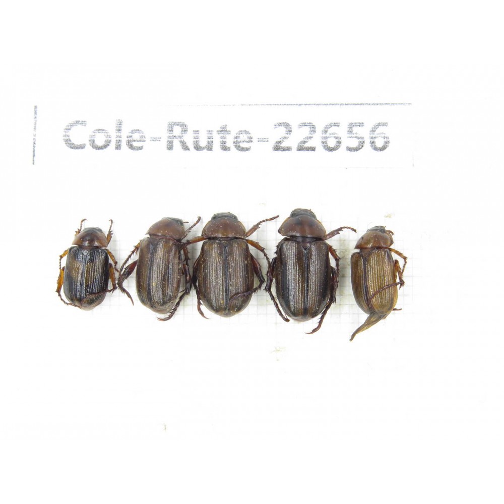 Rutelidae sp. China, Yunnan, Dehong, Yingjiang county. 5Pcs. Cole-Rute-22656.