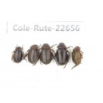 Rutelidae sp. China, Yunnan, Dehong, Yingjiang county. 5Pcs. Cole-Rute-22656.