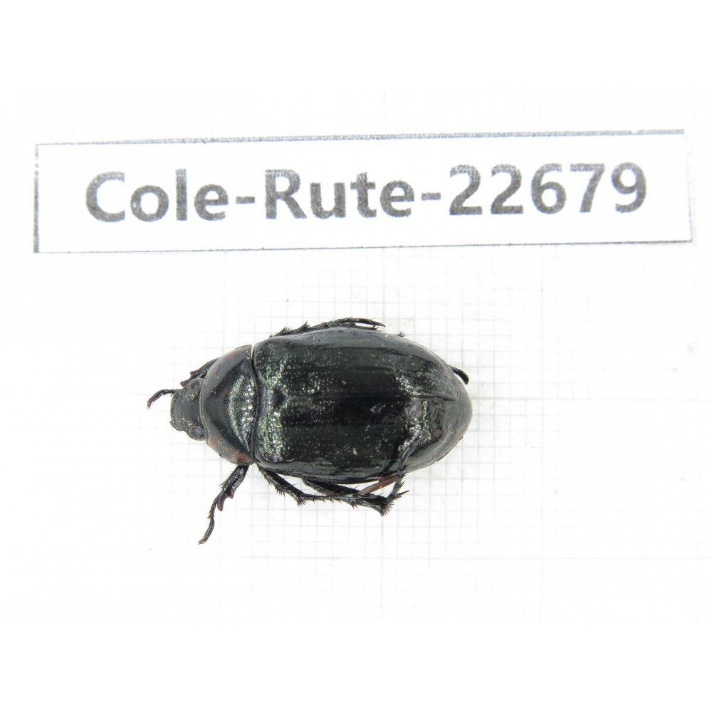 Rutelidae sp. China, Yunnan, Dehong, Yingjiang county. 1Pcs. Cole-Rute-22679.