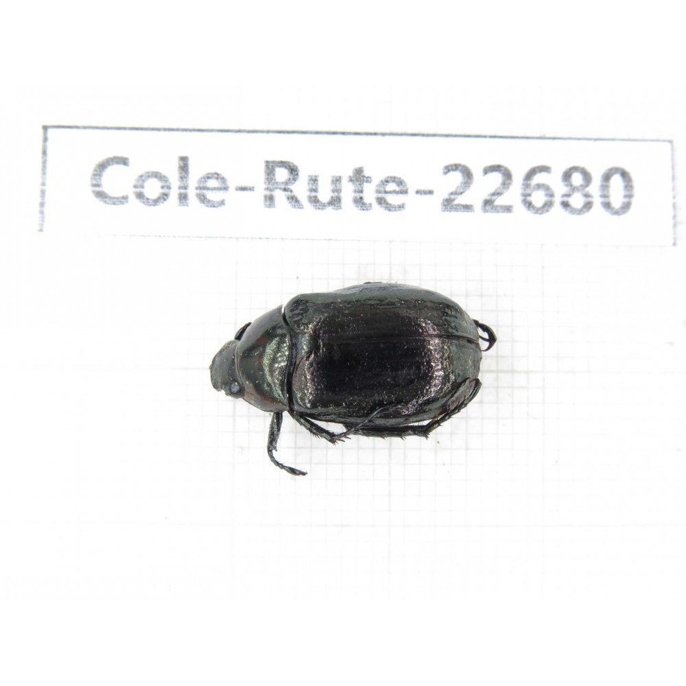 Rutelidae sp. China, Yunnan, Dehong, Yingjiang county. 1Pcs. Cole-Rute-22680.