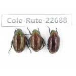 Rutelidae sp. China, Yunnan, Dehong, Yingjiang county. 3Pcs. Cole-Rute-22688.