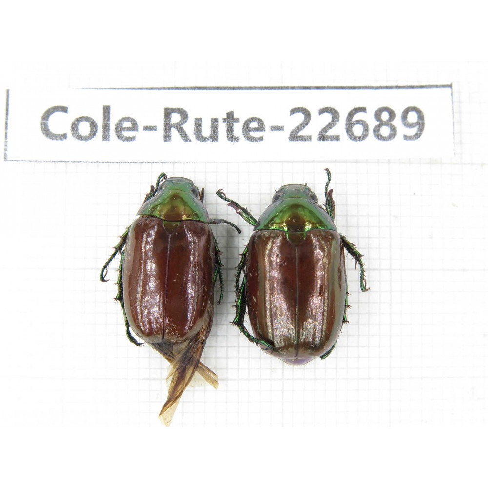Rutelidae sp. China, Yunnan, Dehong, Yingjiang county. 2Pcs. Cole-Rute-22689.
