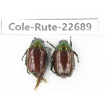 Rutelidae sp. China, Yunnan, Dehong, Yingjiang county. 2Pcs. Cole-Rute-22689.