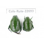 Rutelidae sp. China, Yunnan, Dehong, Yingjiang county. 2Pcs. Cole-Rute-22693.