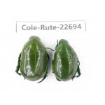 Rutelidae sp. China, Yunnan, Dehong, Yingjiang county. 2Pcs. Cole-Rute-22694.