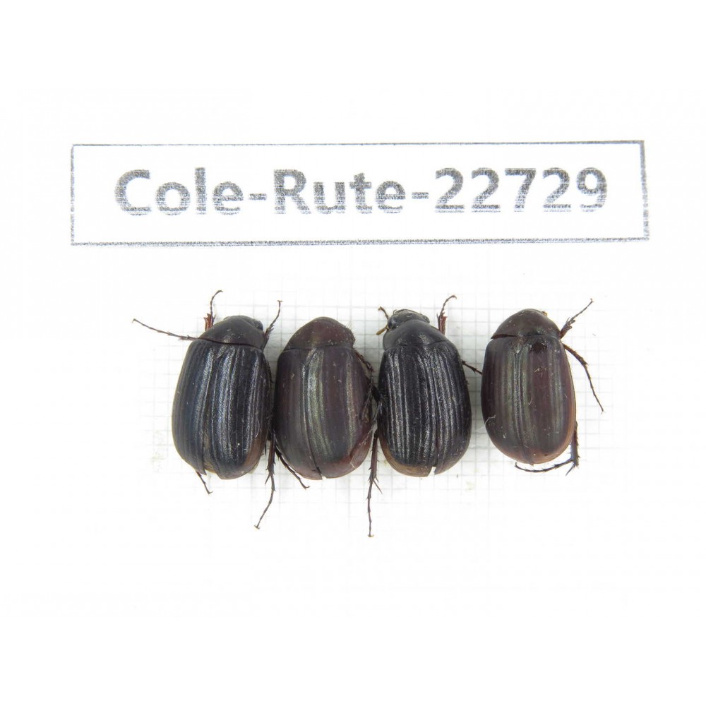 Rutelidae sp. China, Yunnan, Zhaotong, Yiliang county. 4Pcs. Cole-Rute-22729.