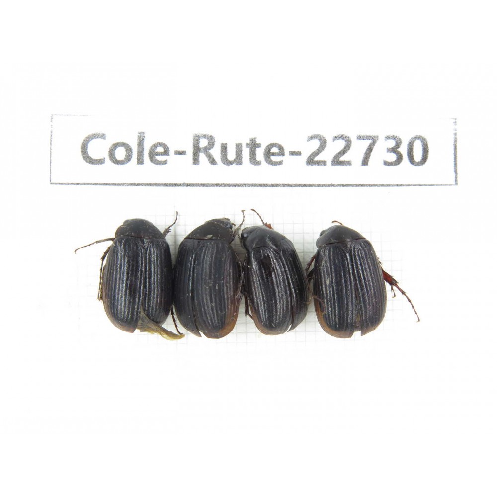 Rutelidae sp. China, Yunnan, Zhaotong, Yiliang county. 4Pcs. Cole-Rute-22730.