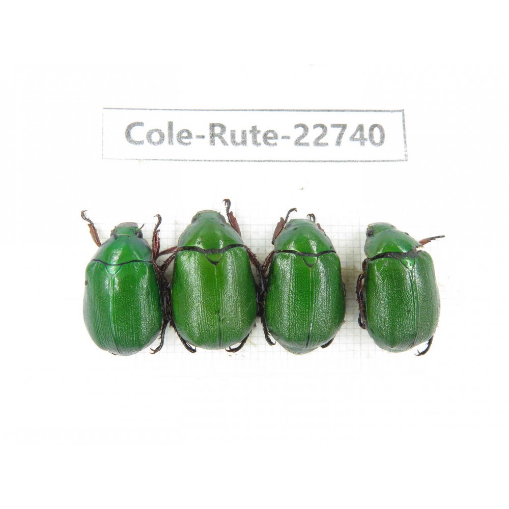 Rutelidae sp. China, Yunnan, Zhaotong, Yiliang county. 4Pcs. Cole-Rute-22740.