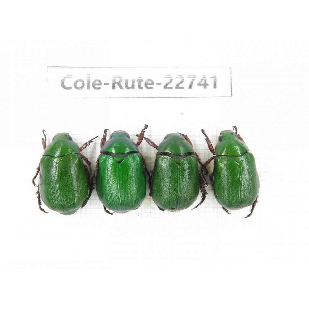 Rutelidae sp. China, Yunnan, Zhaotong, Yiliang county. 4Pcs. Cole-Rute-22741.