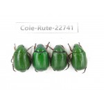 Rutelidae sp. China, Yunnan, Zhaotong, Yiliang county. 4Pcs. Cole-Rute-22741.